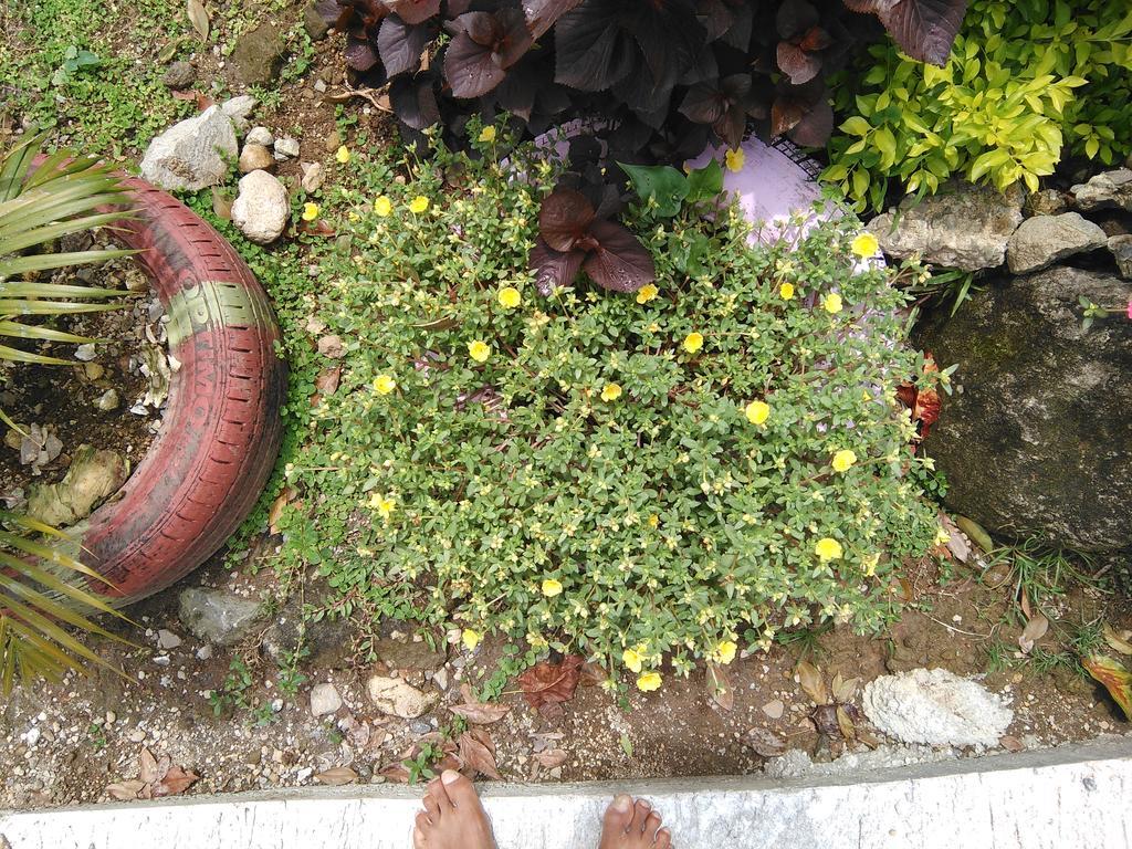 Anthurium Apartment Roseau Exterior foto